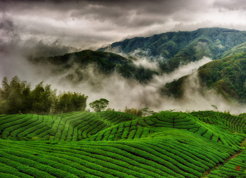 coltivazione del tè, Taiwan.