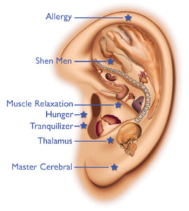 disegno rappresentazione organi nell'orecchio auricoloterapia
