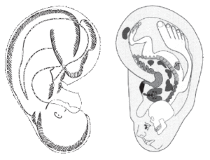 rappresentazione somatotopica auricolare