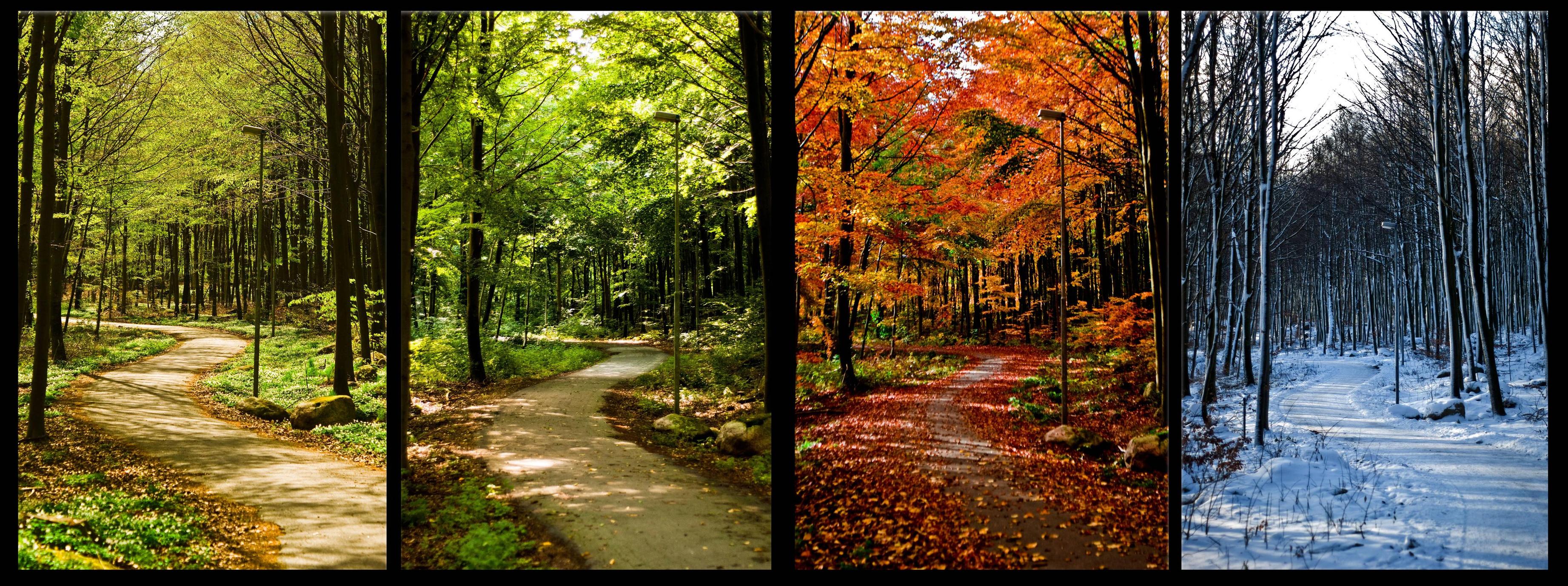 sentiero nelle quattro stagioni, alberi, foglie.