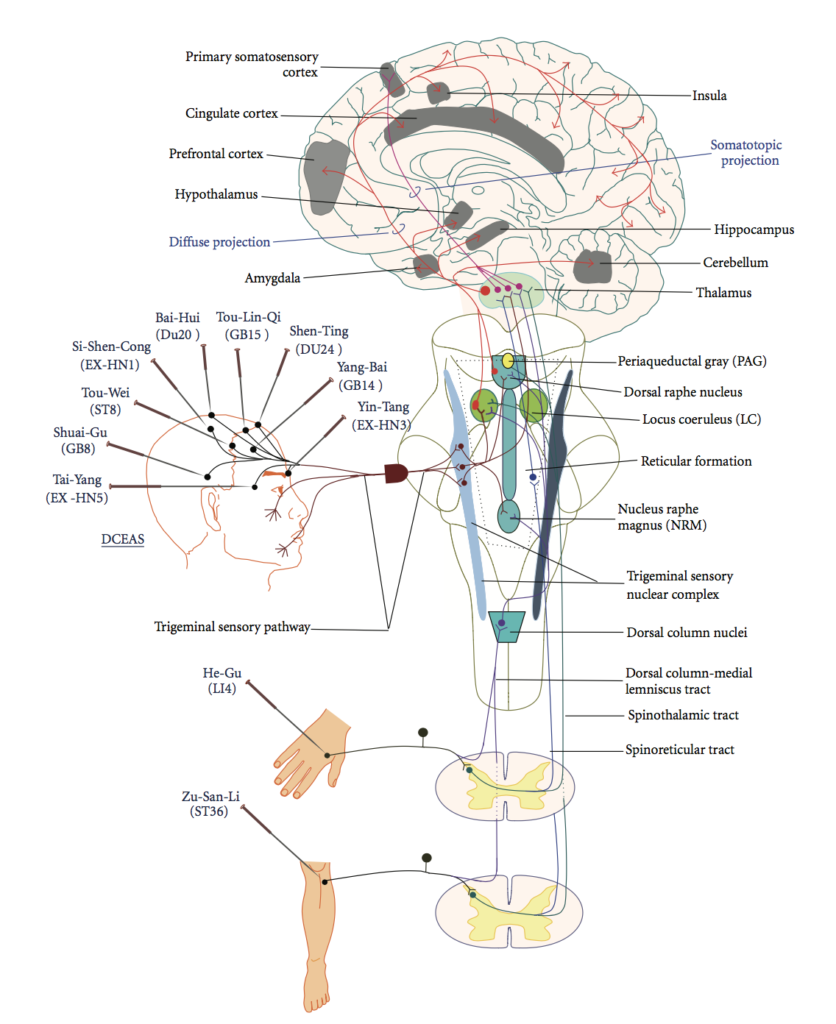 disegno del meccanismo di azione agopuntura sul sistema nervoso